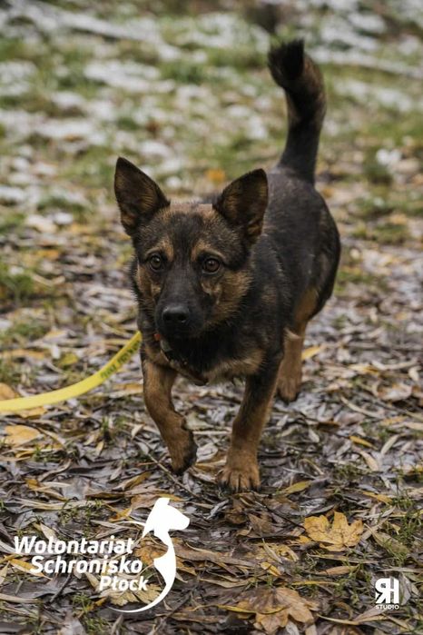 Malutki Karolek szuka domu!