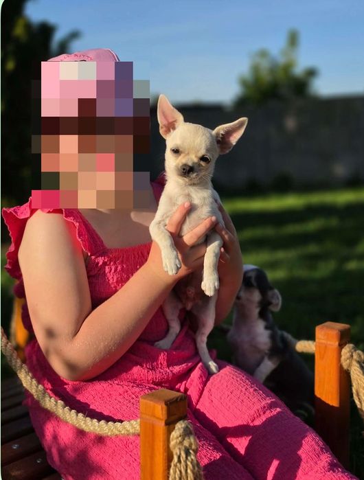 Chihuahua samiec gotowy do odbioru