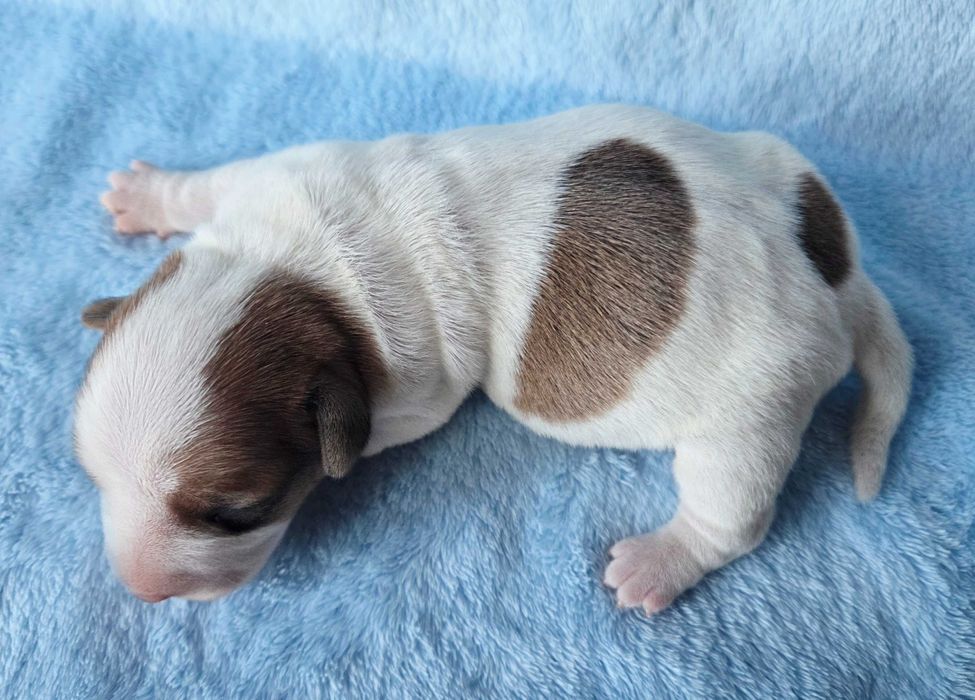 Jack Russell Terrier suczka gładkowłosa 1##