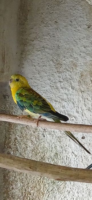 Red rumped à venda