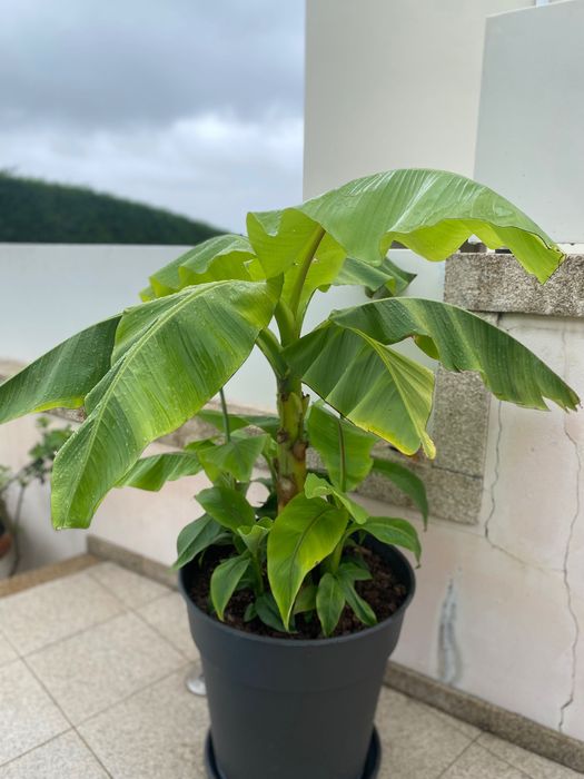 Bananeira „Musa basjoo“ com 7 rebentos