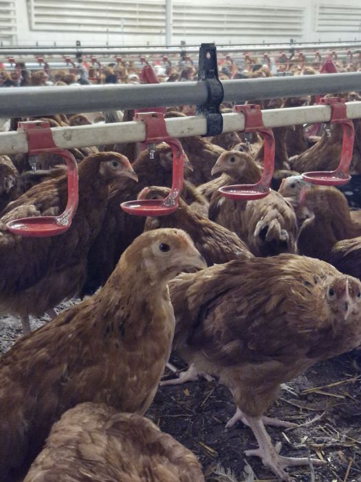 Kury,kurczęta odchowane- Opatow możliwy transport!!!