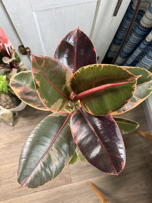 Фікус Еластика Рубі (Рубін) НЕ Бейліс, Не Тінеке