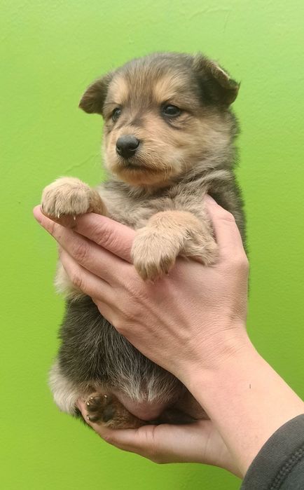 Продам незвичайного  їжачка :)