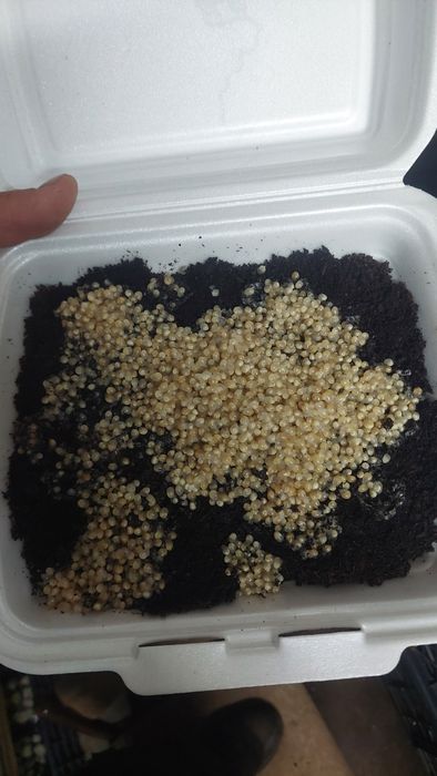 Kokony Helix Aspersa Muller/Maxima