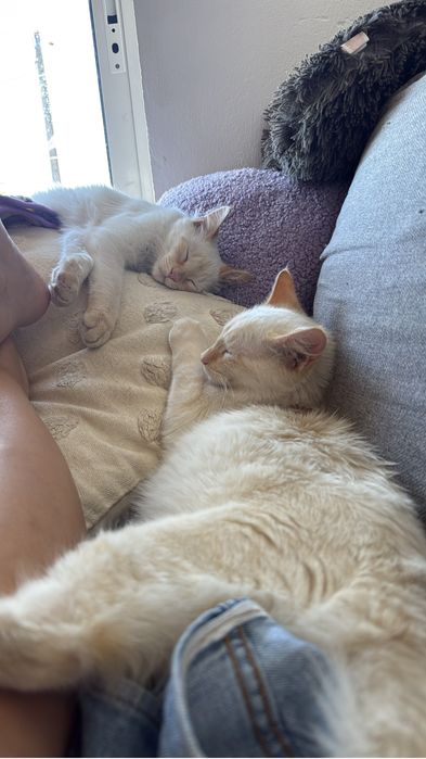 Gatos para adopção responsavel