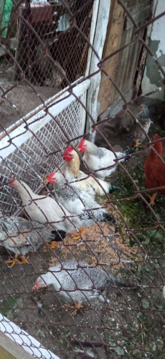 Півні  несуча порода