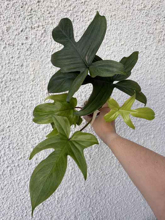 Philodendron Florida Ghost