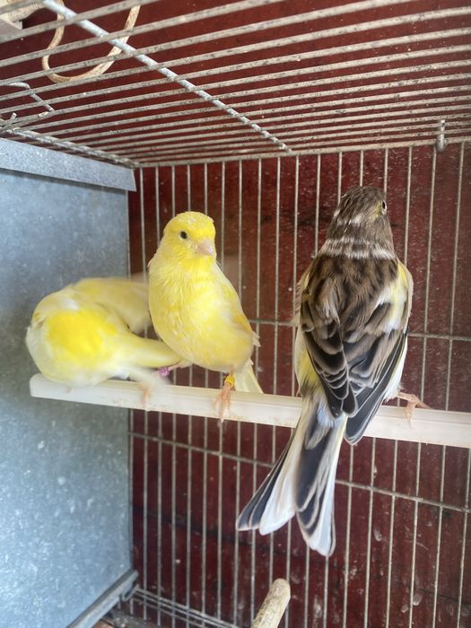 Canários machos e fêmeas