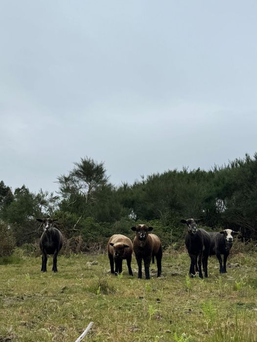 Machos borregos P3 puros