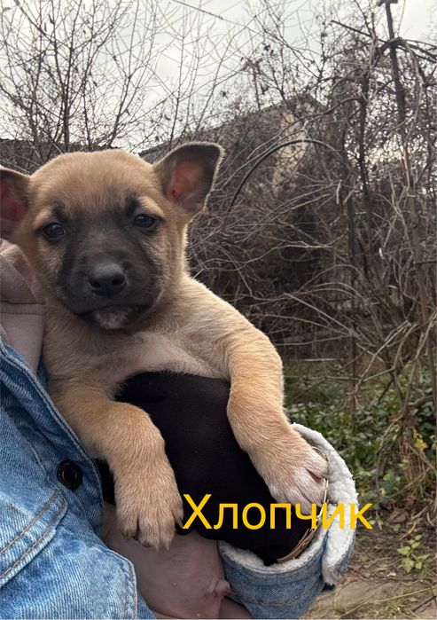 Цуценята безкоштовно