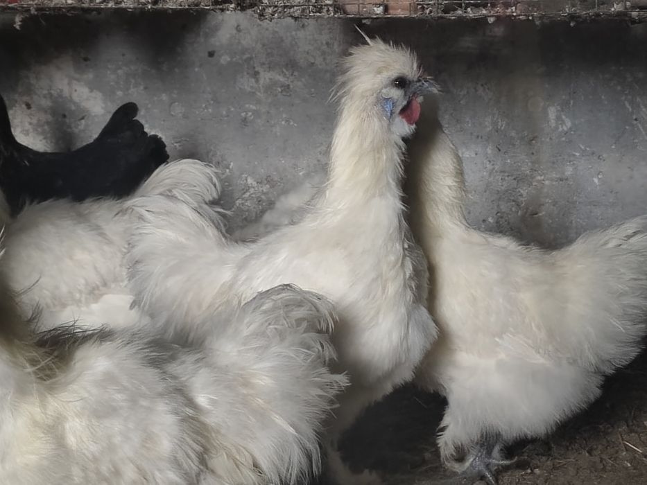 Coquinho sedoso branco