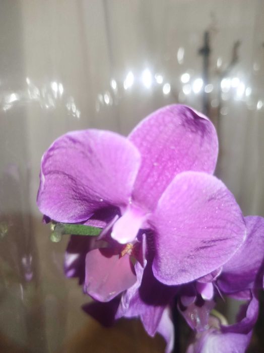 продам орхідею! с