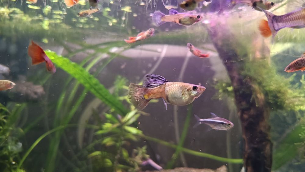 Sprzedam gupiki Red tiger