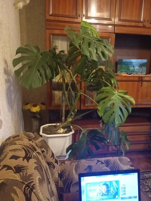 Продам монстеру 2000 грн