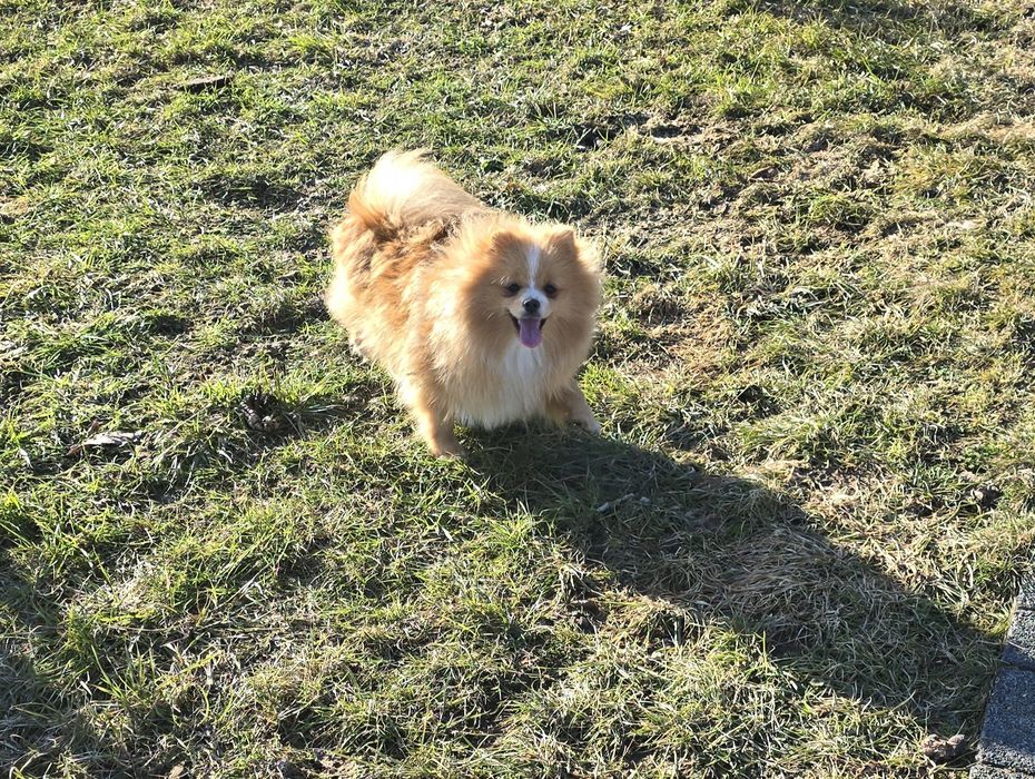 Szpic pomeranian suczka