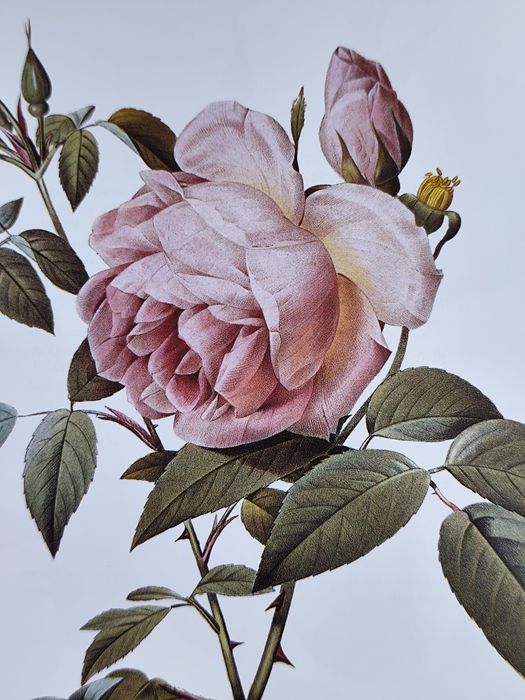 Книга Redoute's Roses