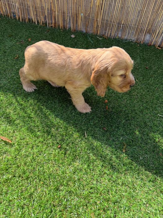 Cocker Spaniel Inglês Dourado.