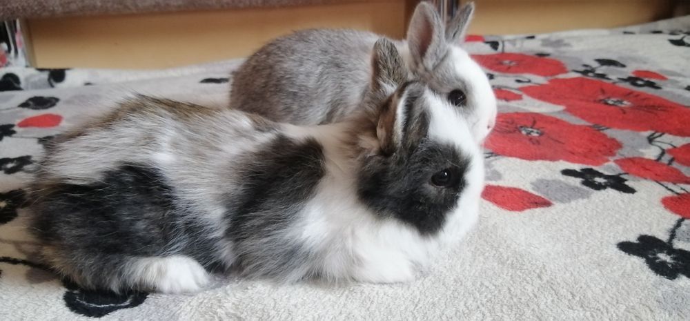 Декоративні (міні) кролики дівчатка