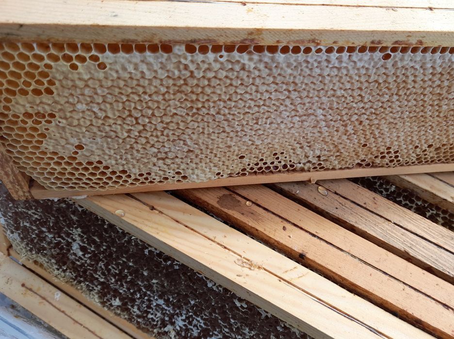 Miód akacjowy 2025r. Sloik 0.9l 1.2kg 50zl