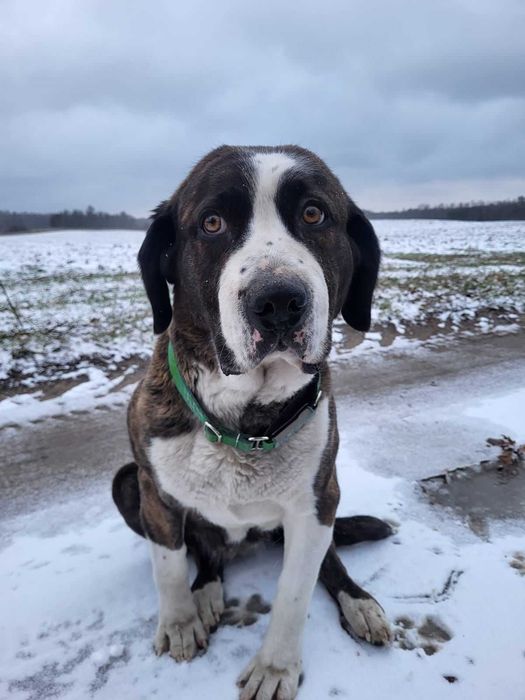 Piękna Muma szuka najlepszego domu