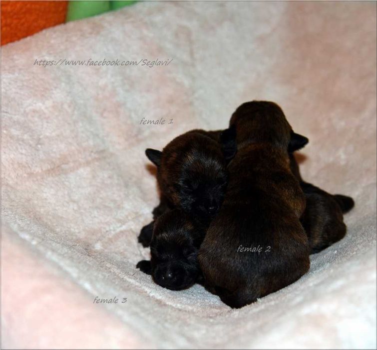 Cairn Terrier - rodowodowa (ZKwP/FCI) suczka