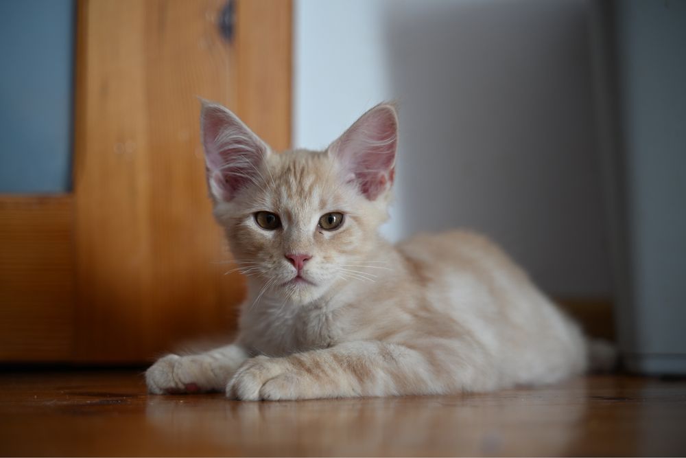 Maine coon kocur FPL opcja hodowlana