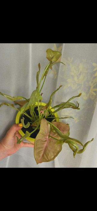 Syngonium 'Neon Robusta' Zroślicha