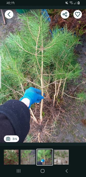 Ялинка , сосна,модрина, ялівець саджанці