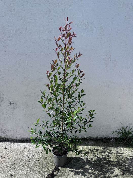 Eugenia Myrtifolia Newport 100-120CM