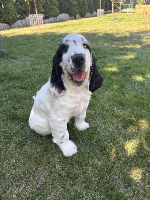 Wyjatkowy piesek cocker spaniel  z rodowodem