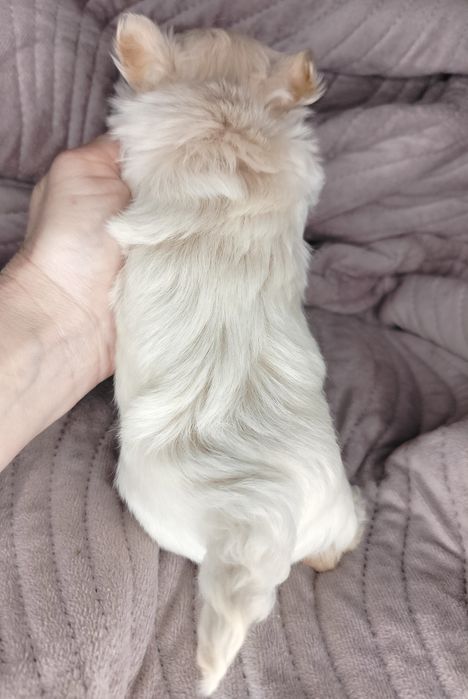 Yorkshire Terrier, xxs, Golddust, piesek