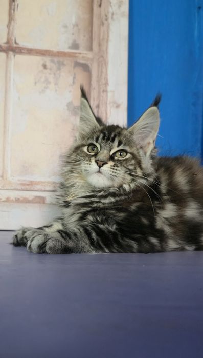 Мейн Кун дівчатка