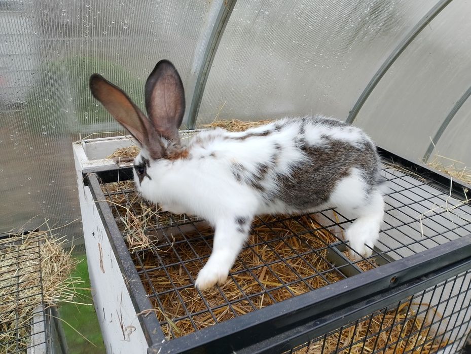 Króliki na ubój , tuszka z królika