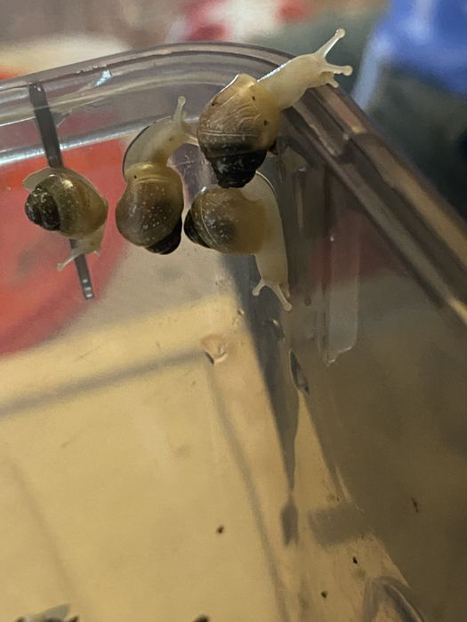 Равлики Ахатини дітки