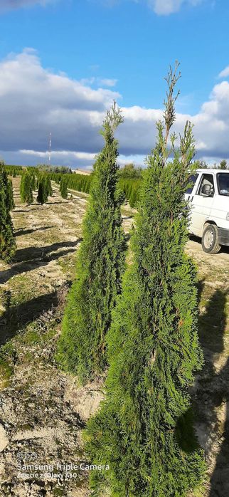 Tuje 160-180cm   25zł