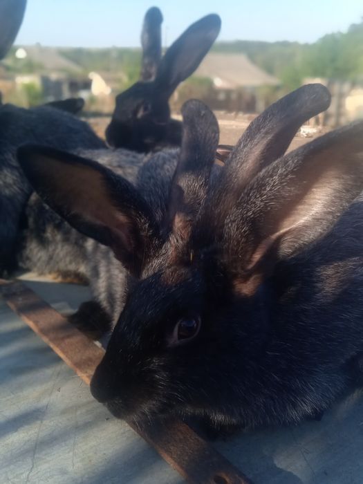 Полтавское серебро