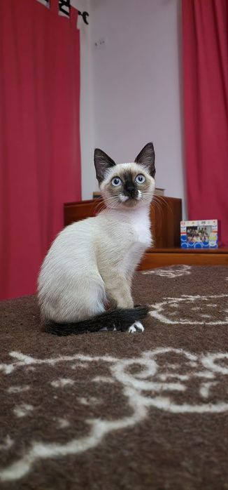 Nono- gatinha bebé para adoção responsável