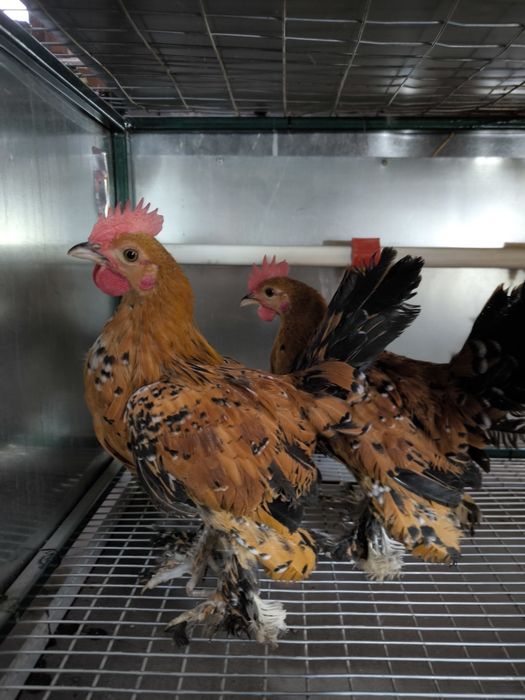 Кури породи мільфлер