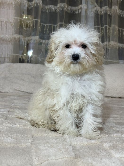 Мікро хлопчик Мальтипу Ф1.