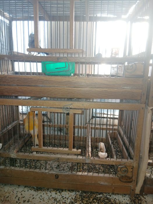 Kanarki samce na intensywnym śpiew  ie