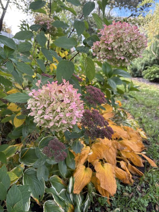 Туя, ялівець, верба, хоста, спірея, барбарис, сумах, овсянниця