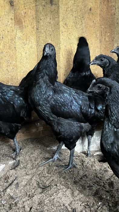 Ayam Cemani - jaja legowe