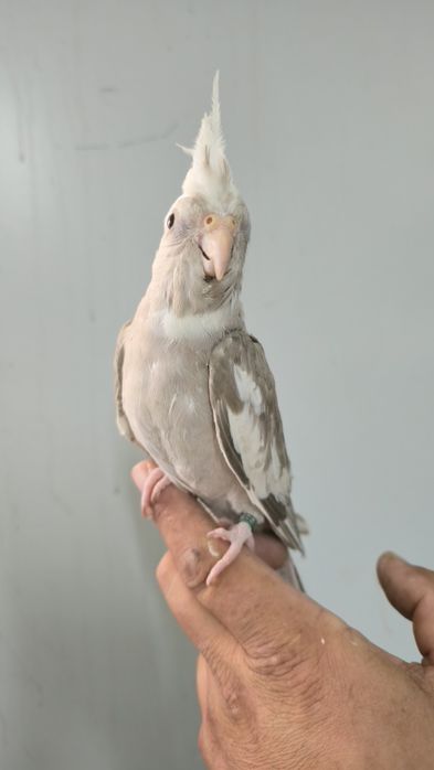 Caturra doméstica.