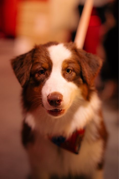 Pastor australiano com LOP