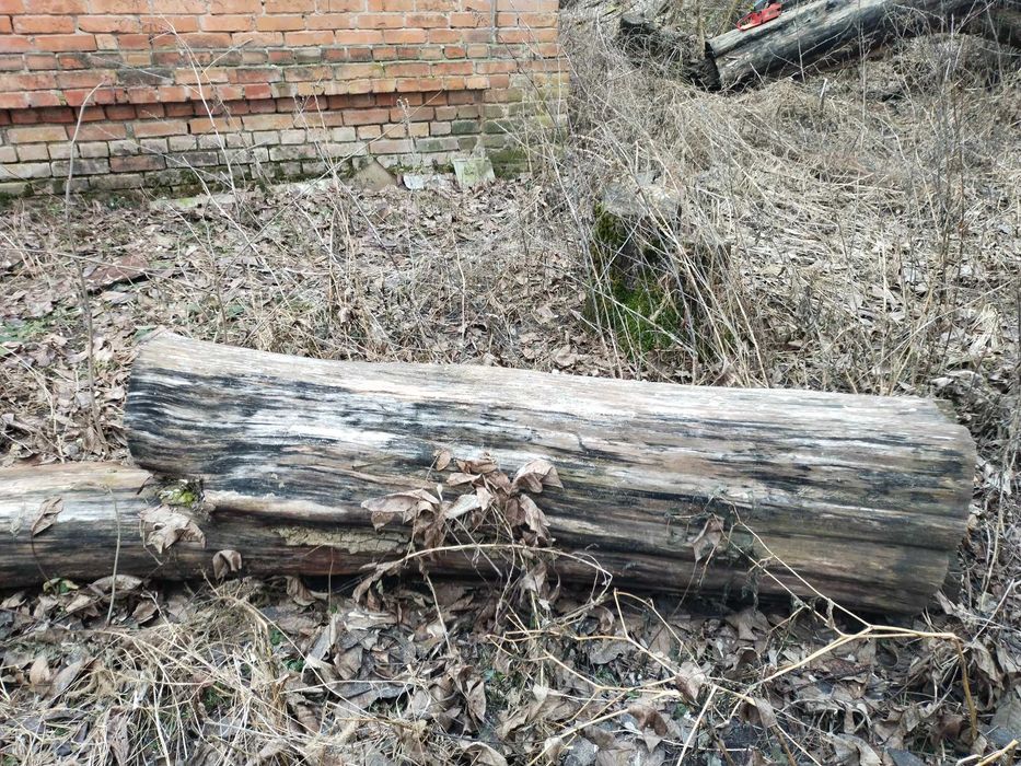 Стовбур груші під слеби