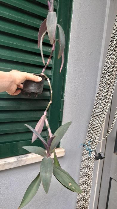 Plantas coração roxo