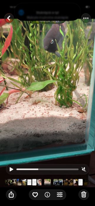 Pielegnice sajica parka