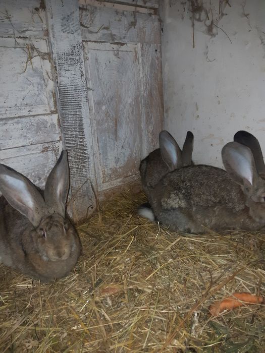 Króliki olbrzymy belgijskie