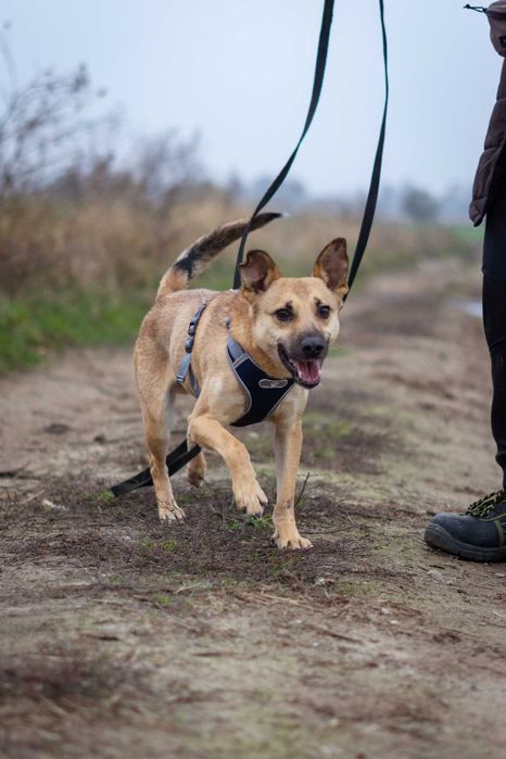 Nieduży młody i przyjazny Warcuś szuka domku